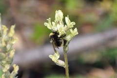 Bombus mckayi