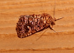 Callopistria granitosa