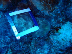 Stephanocoenia intersepta