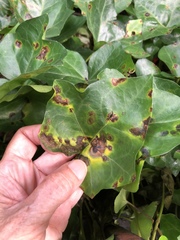 Colletotrichum trichellum