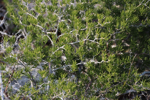 Image of Asparagus lignosus by (c) Tony Rebelo, some rights reserved (CC BY-SA)