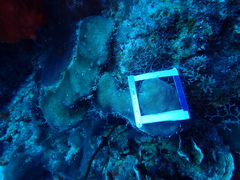 Stephanocoenia intersepta