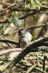 Aegithalos caudatus