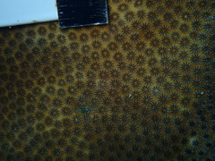 Stephanocoenia intersepta