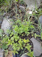 Veronica peduncularis