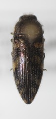 Acmaeodera mixta