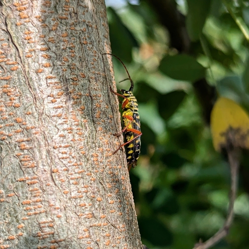 Locust borer