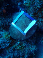 Stephanocoenia intersepta