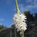 Oenothera glaucifolia - Photo (c) blake hendon, algunos derechos reservados (CC BY-NC), subido por blake hendon