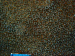 Stephanocoenia intersepta