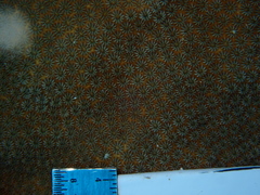 Stephanocoenia intersepta