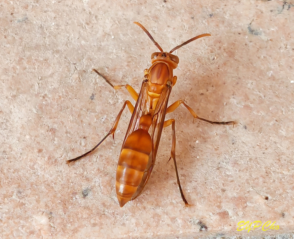 Lesser Paper Wasps