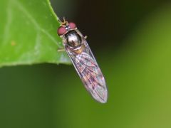 Meliscaeva auricollis