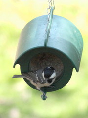 Periparus ater