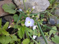 Veronica peduncularis