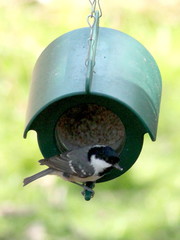 Periparus ater