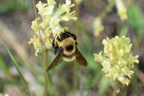 Photo of Nevada Bumble Bee (Bombus nevadensis)