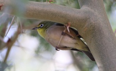 Zosterops pallidus