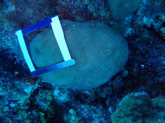 Stephanocoenia intersepta