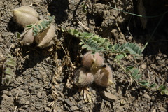 Astragalus biebersteinii