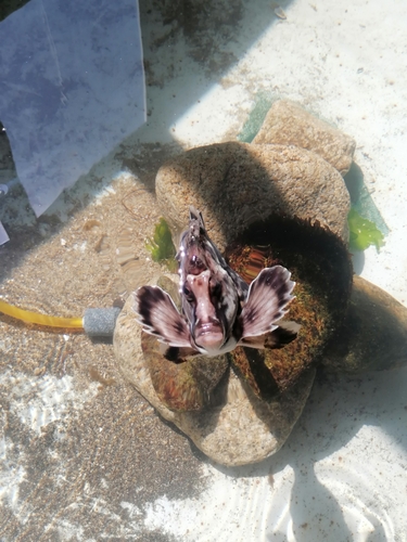 Horsefish