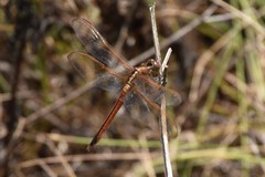 Libellula needhami