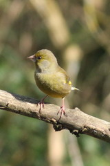 Chloris chloris