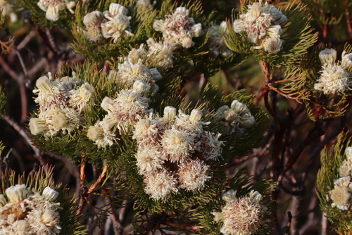 Image of Golden Globe Hybrid Spiderhead (Serruria glomerata) by (c) Tony Rebelo, some rights reserved (CC BY-SA)