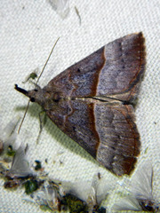 Hypena eductalis