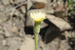 Leontodon asperrimus