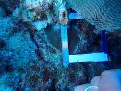 Porites astreoides