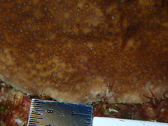 Porites astreoides