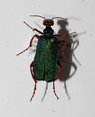 Eupompha fissiceps
