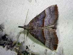 Hypena eductalis