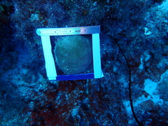 Stephanocoenia intersepta