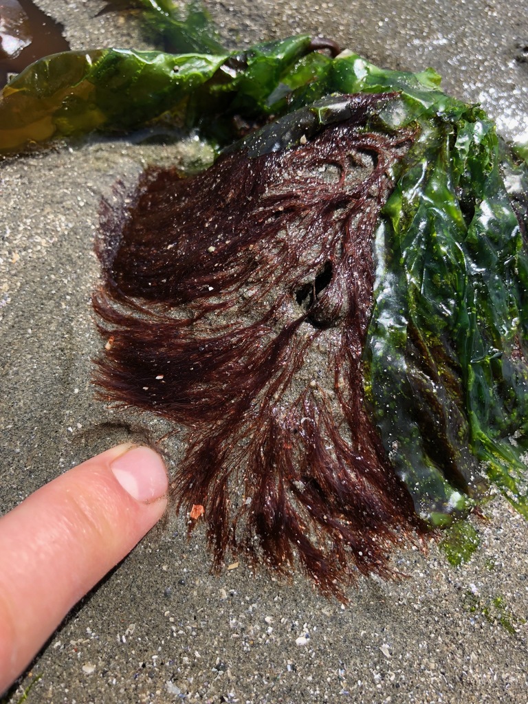 Eutrichosiphonia