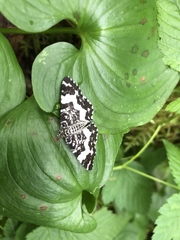 Rheumaptera hastata