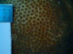 Stephanocoenia intersepta