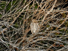 Micrathene whitneyi