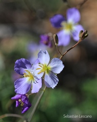 Heliophila lactea