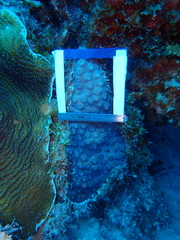 Montastraea cavernosa