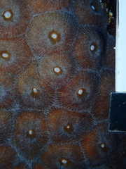 Montastraea cavernosa