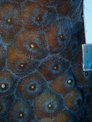 Montastraea cavernosa