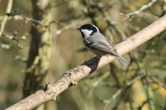 Periparus ater