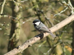 Periparus ater