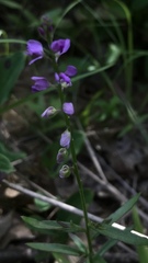 Polygala polygama