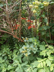 Lilium maculatum