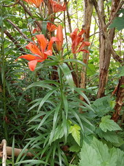 Lilium maculatum