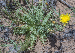 Crepis runcinata