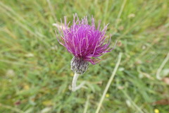 Cirsium dissectum